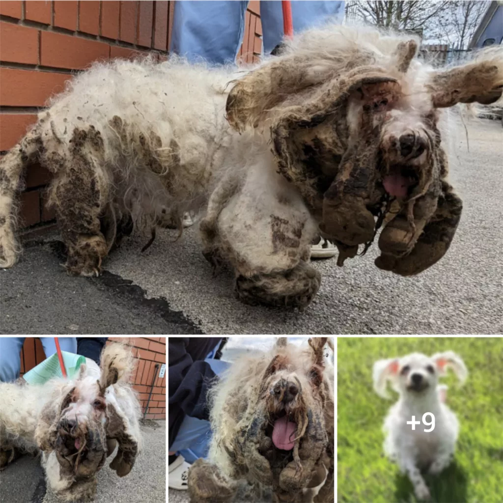 Abused Dog Finds Relief and Liberation in 4-Pound Fur Rescue