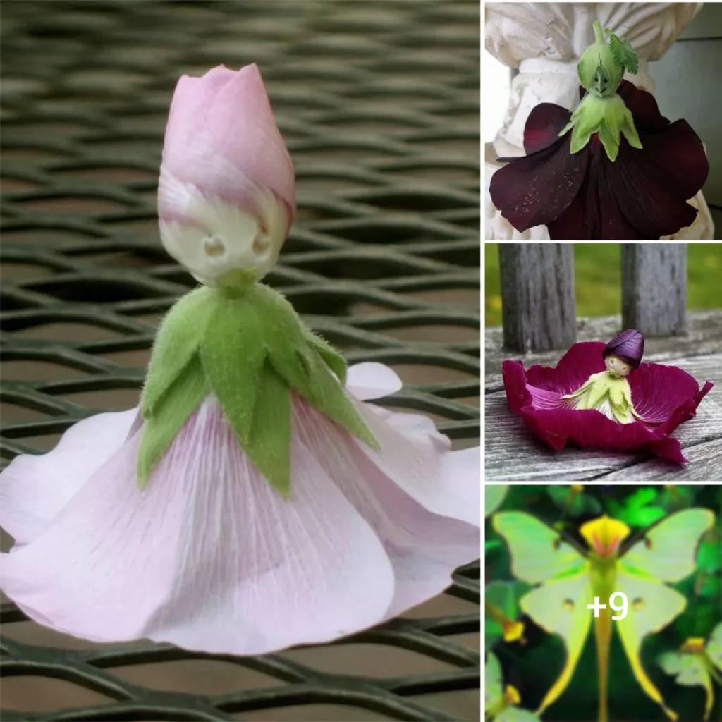 Delving into the World of Strangely Shaped Orchids