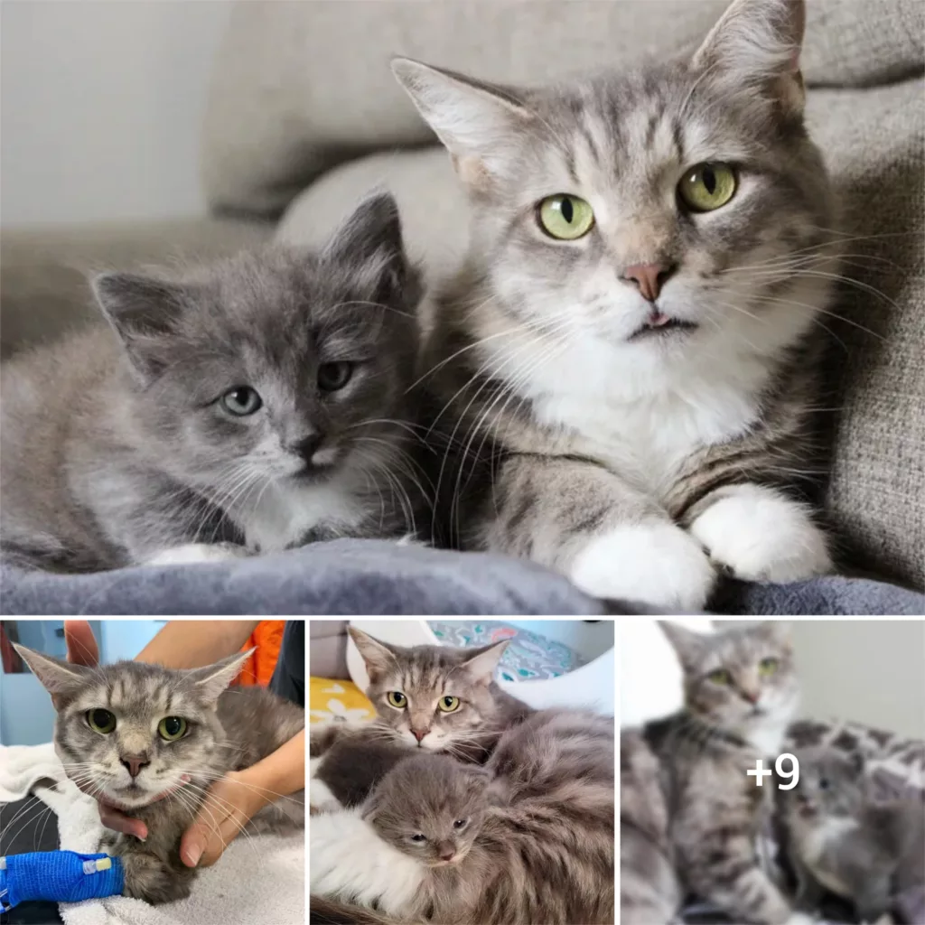 Cat and Her Kitten’s Journey to Becoming Stunners
