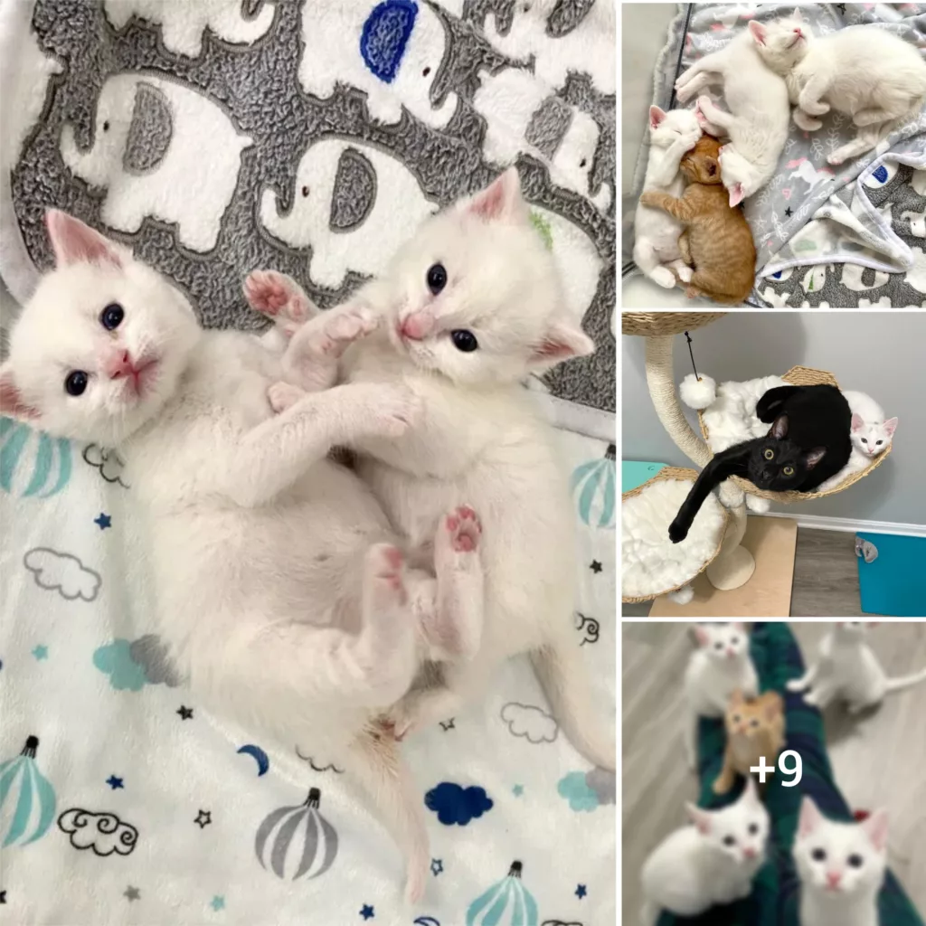 The Adorable Story of ‘Cookie and Milk’ Kittens